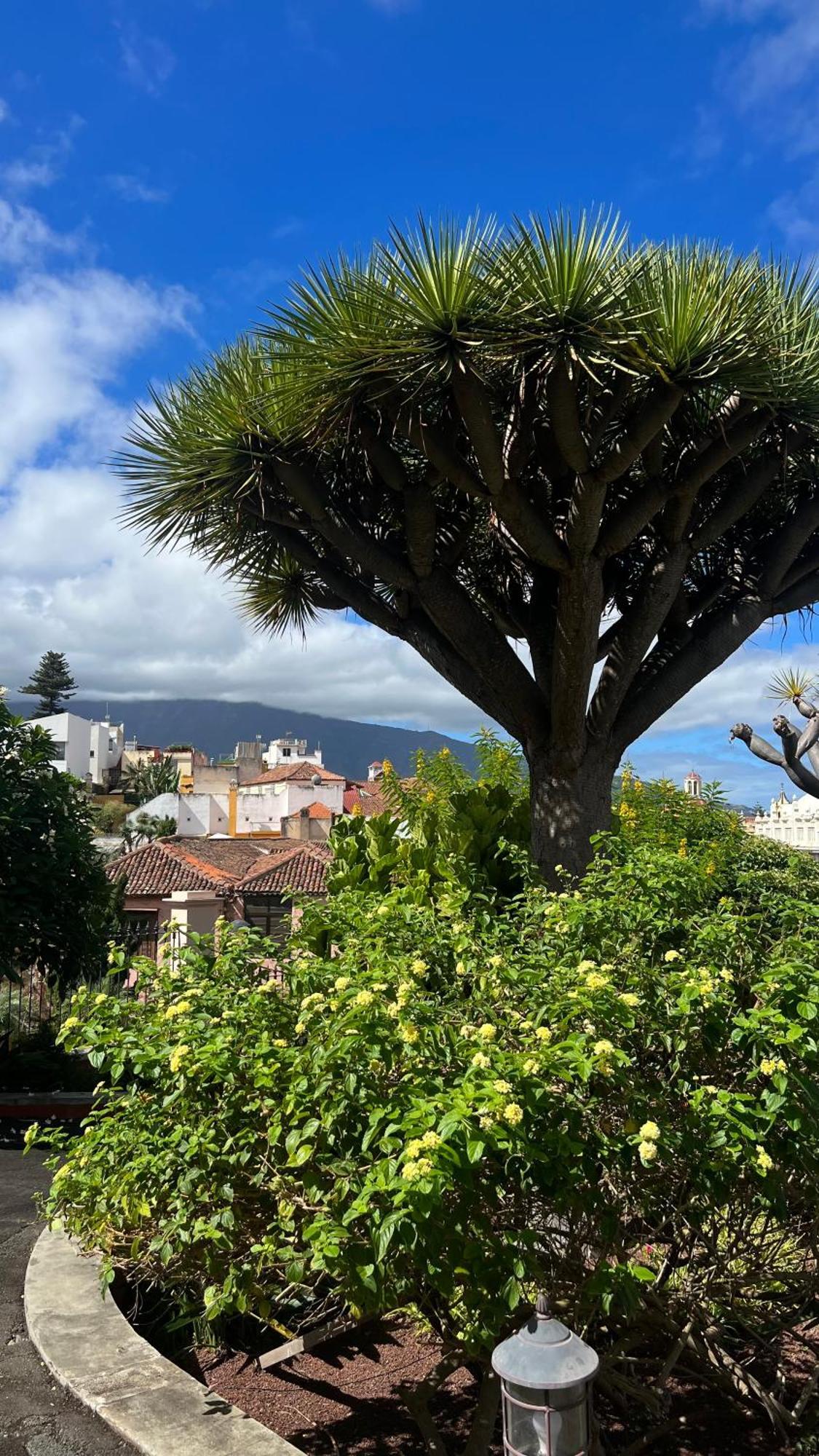 Apartament Tenerife Te Espera! Icod De Los Vinos Zewnętrze zdjęcie